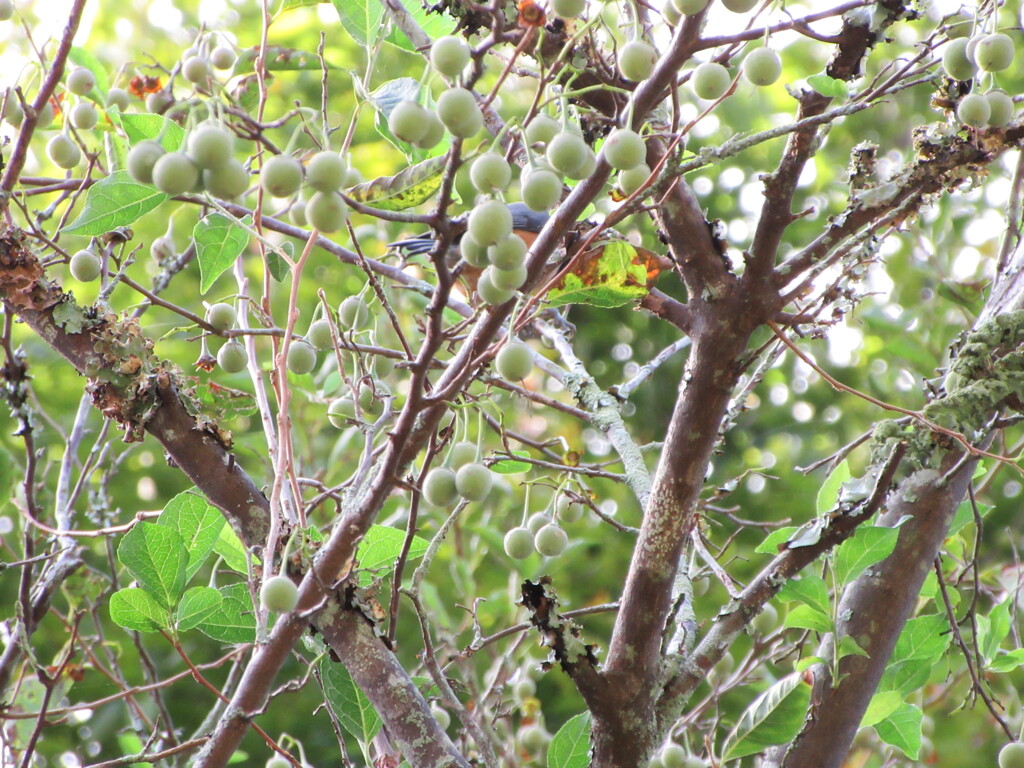 何の実だろう？