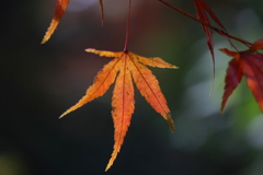 成田山公園にて