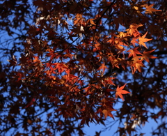 成田山公園にて