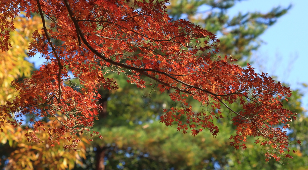 成田山公園にて