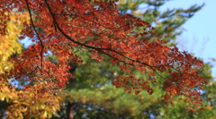 成田山公園にて