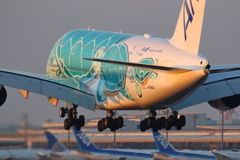 フライング・ホヌ(カイ)