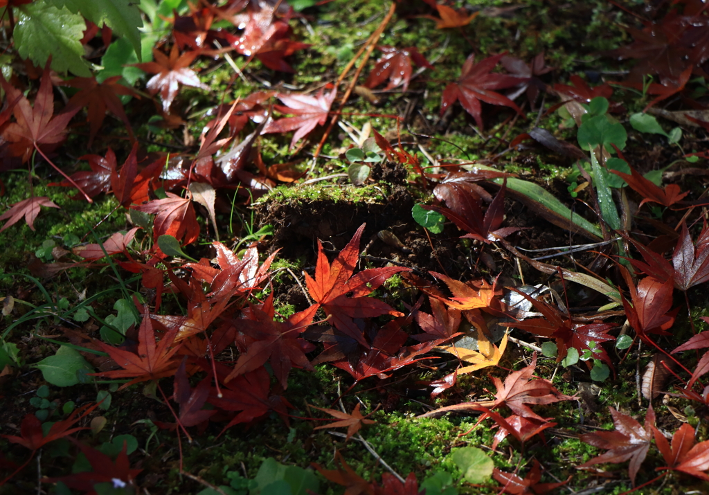 成田山公園にて