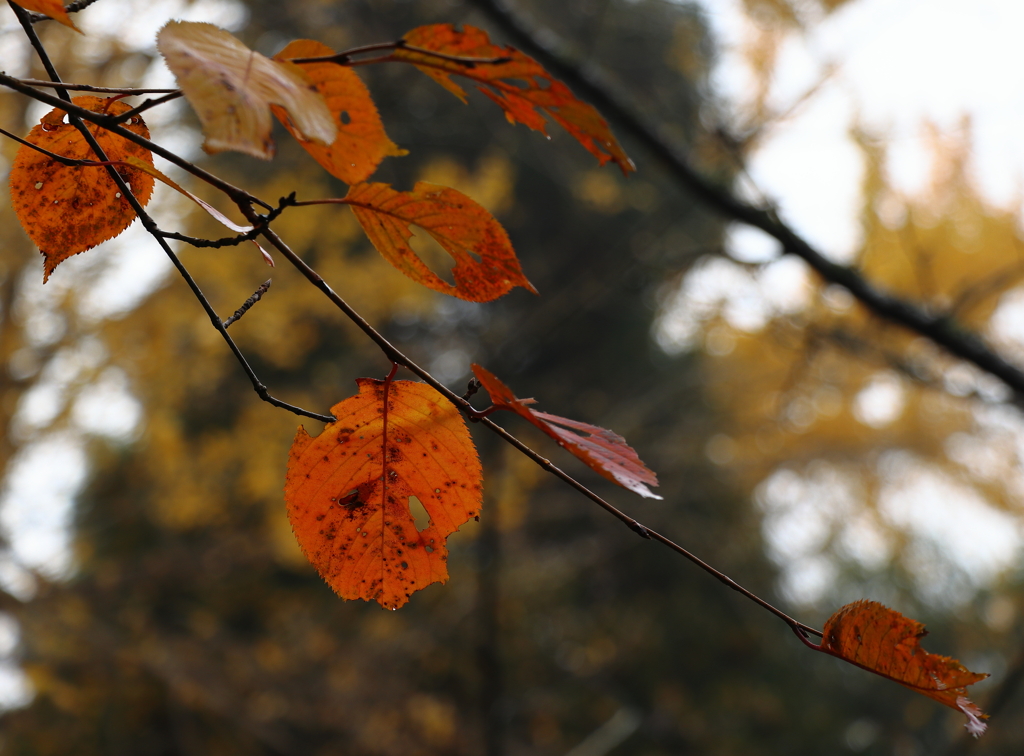 成田山公園にて
