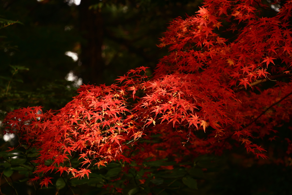 成田山公園にて