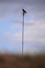 アンテナとカラス