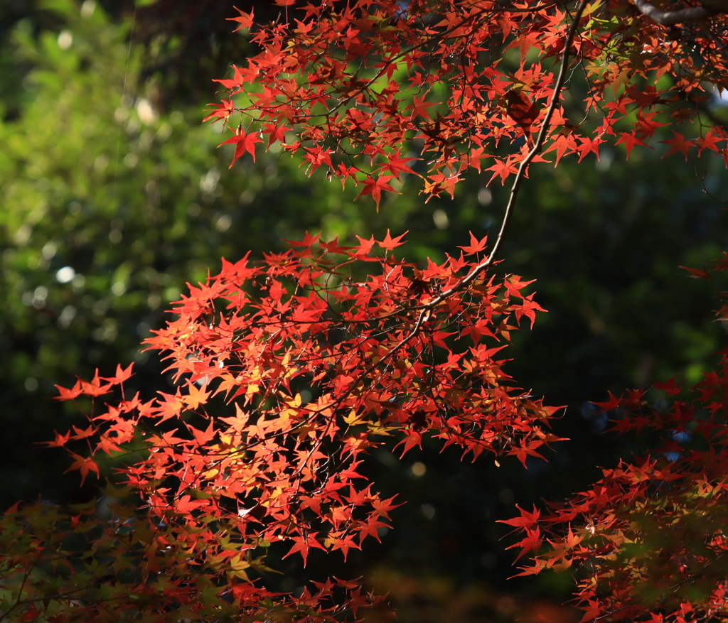 成田山公園にて
