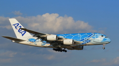 フライング・ホヌ(ラニ)