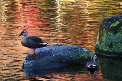 成田山公園にて