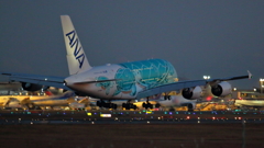 フライング・ホヌ(カイ)