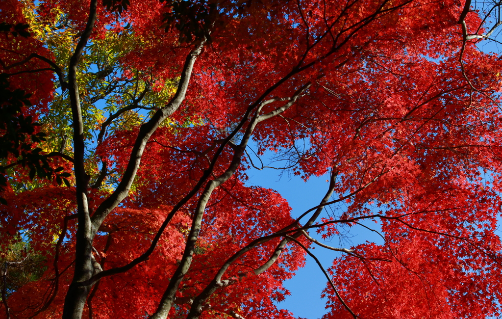 成田山公園にて