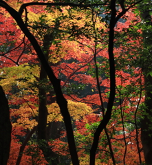 成田山公園にて