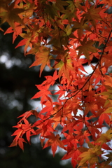 成田山公園にて