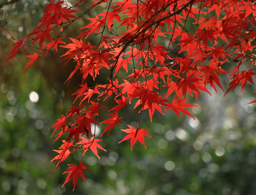 成田山公園にて