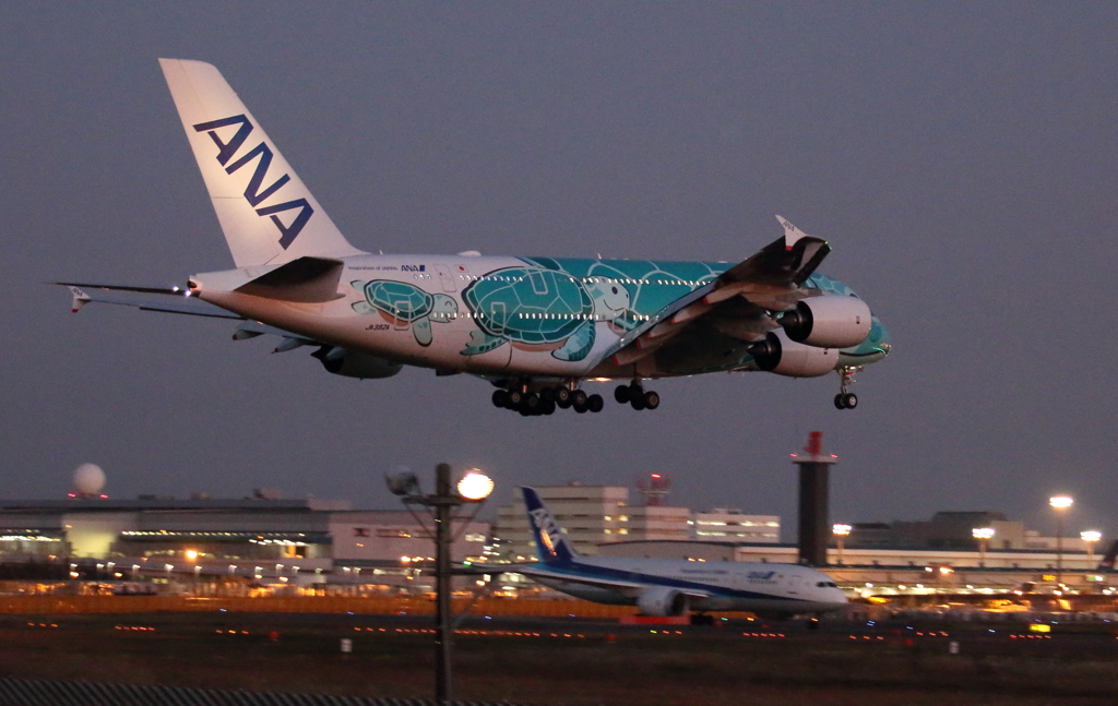 フライング・ホヌ(カイ)