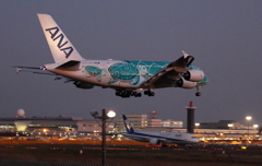 フライング・ホヌ(カイ)