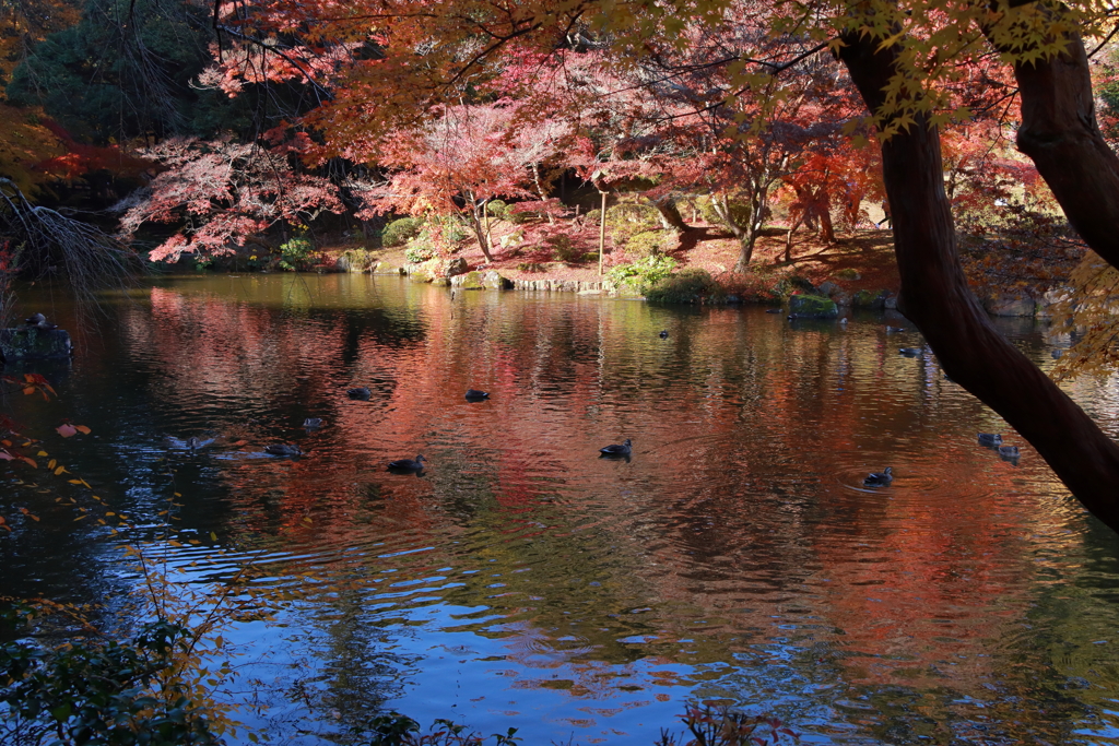 成田山公園にて