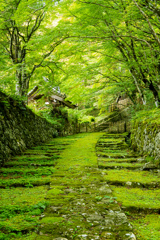 滋賀県　百済寺　緑の世界