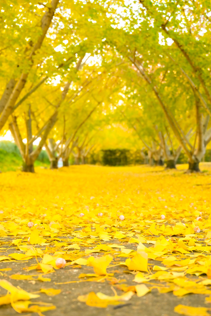 祖父江ぎんなんパーク　黄葉祭り
