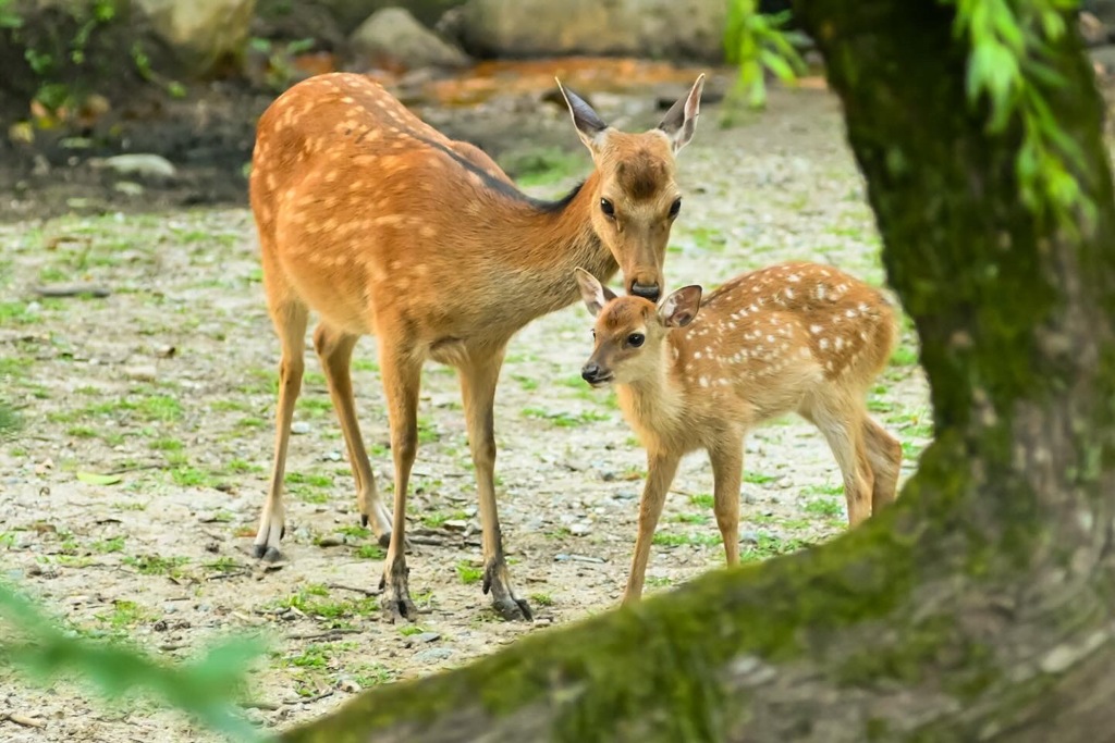 奈良公園　寄り添い