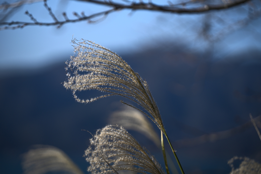 揺らめくススキ