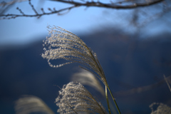 揺らめくススキ