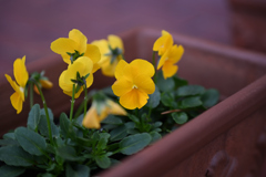 一人だけカメラ目線