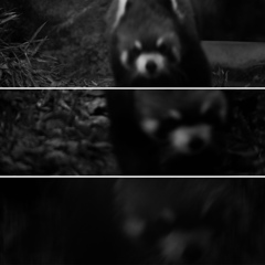 レッサーパンダ