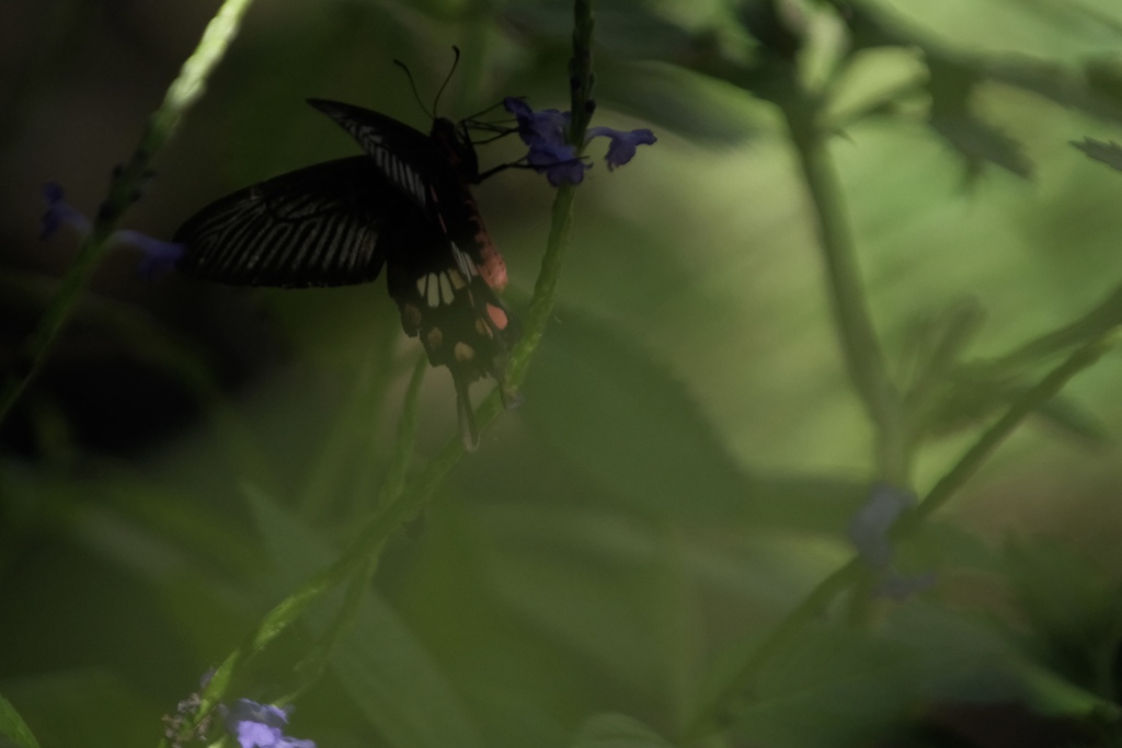 ジャコウアゲハ