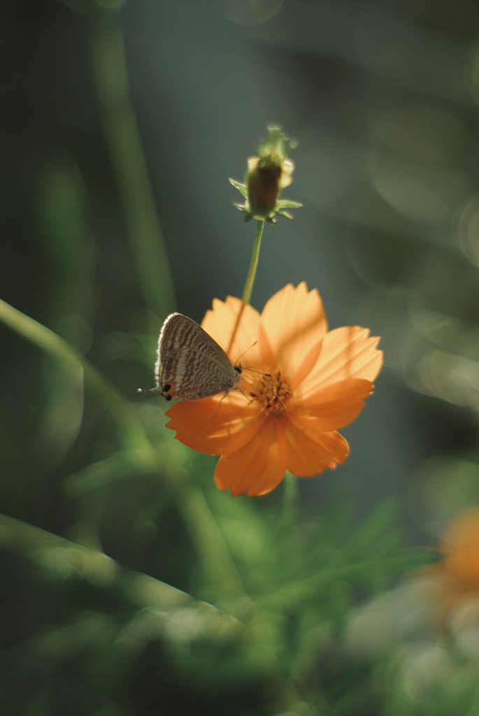 ウラナミシジミ