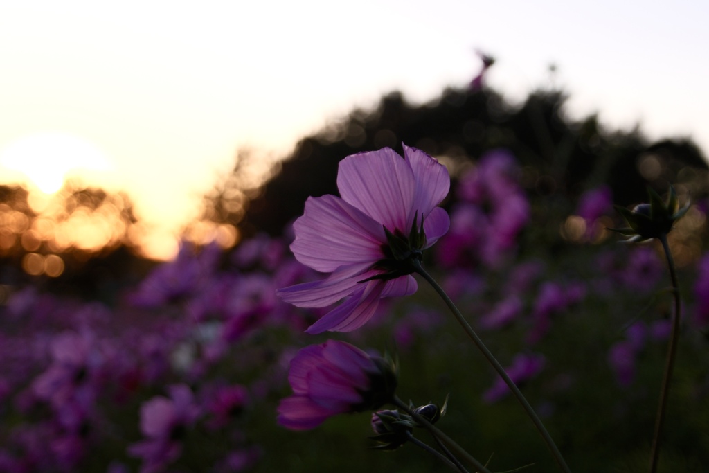 オオハルシャギク