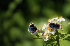 アオタテハモドキ