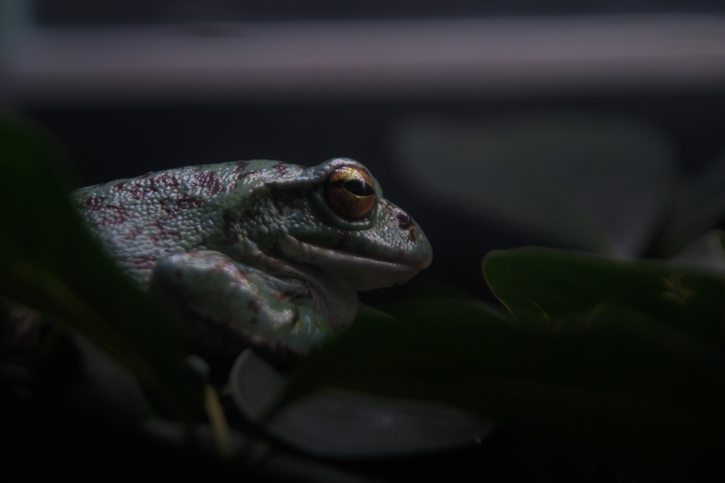 イエアメガエル