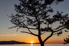 松と夕日