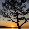 松と夕日