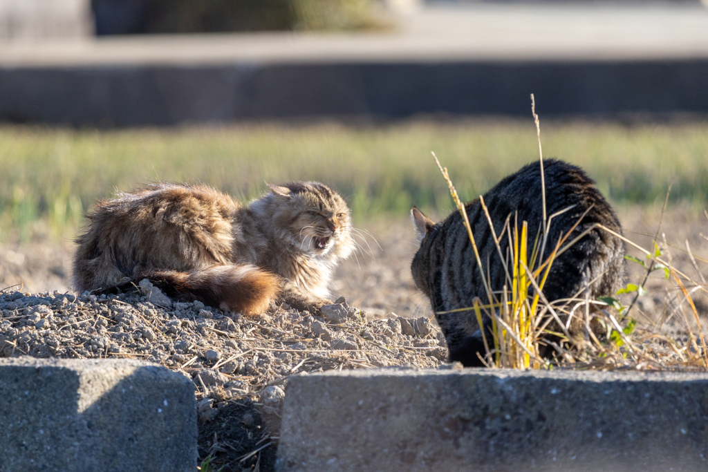 近寄らないで！
