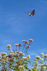秋空のアサギマダラ