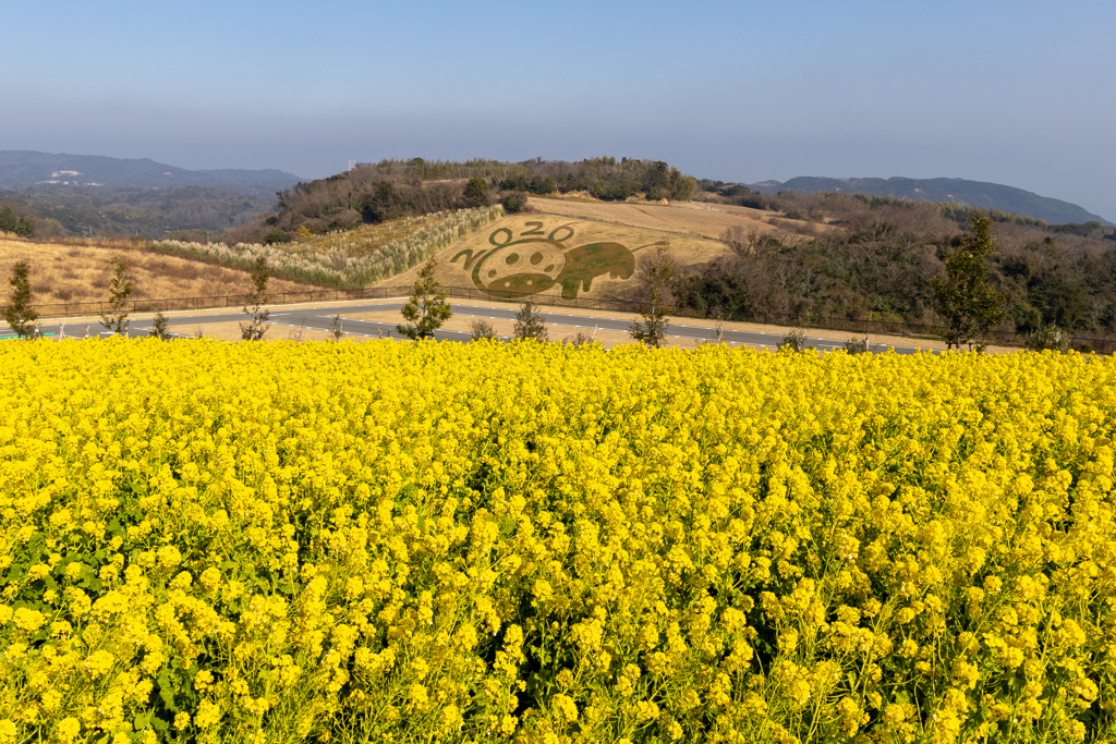 菜の花畑2026