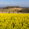 菜の花畑2026