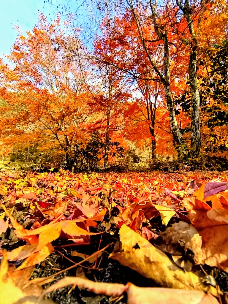 紅葉終盤
