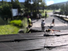 秋の使者　ひと休み