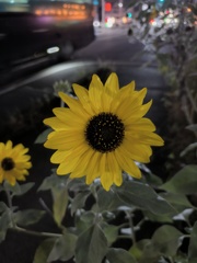 頑張って咲いてます