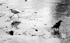 ブラック＆ホワイト