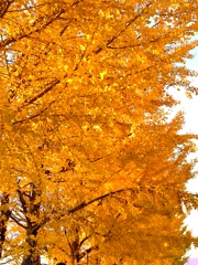 夕日に照らされて