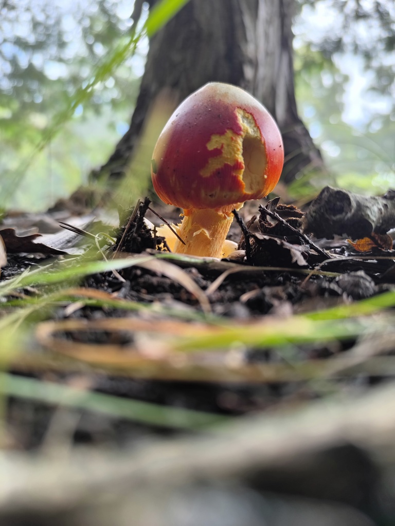 食べかけのキノコ