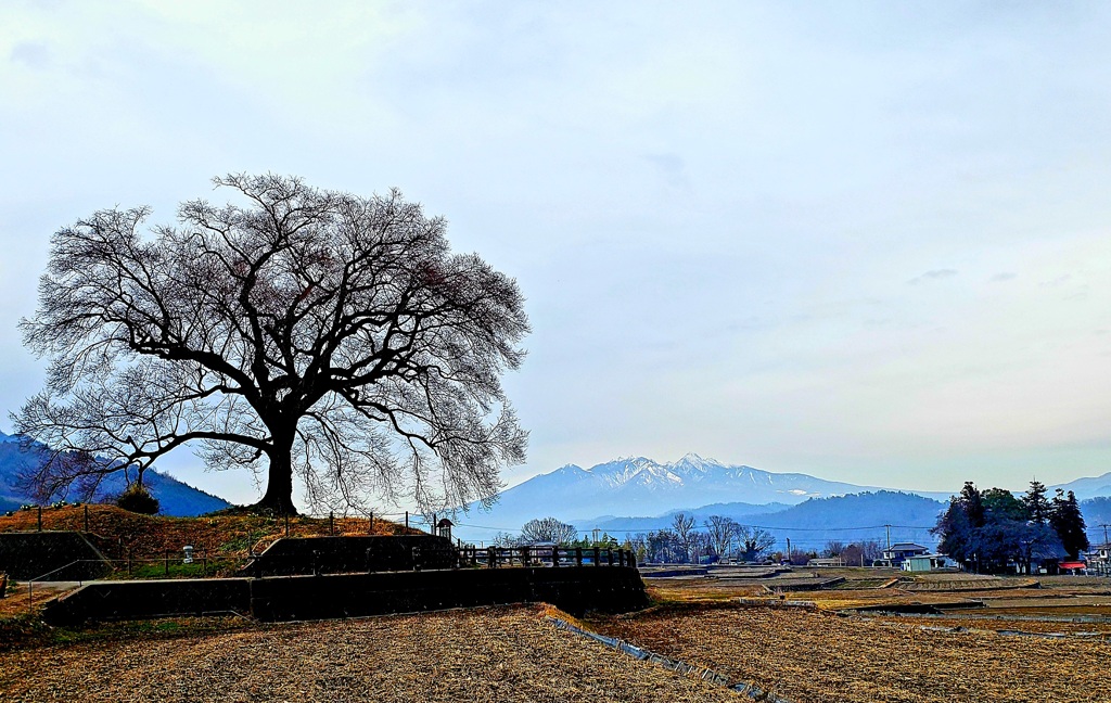 春を待つ一本桜