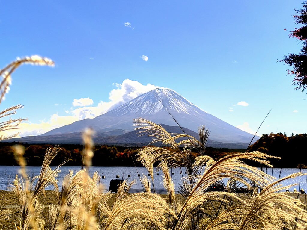 すすきと富士山