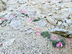 今年も会えるかな