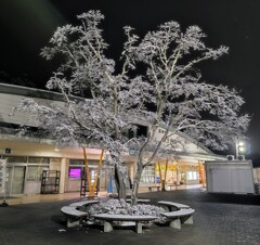 雪化粧をした樹木