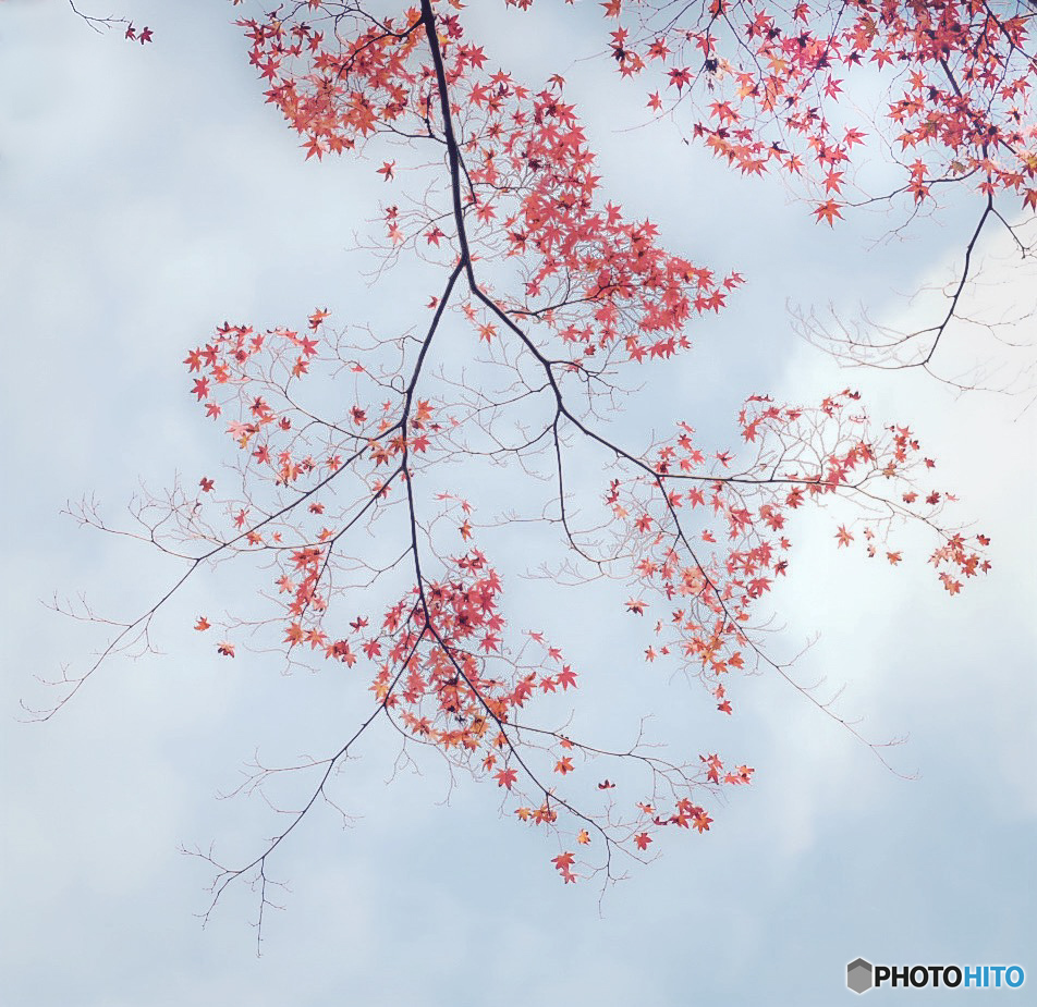 空紅葉